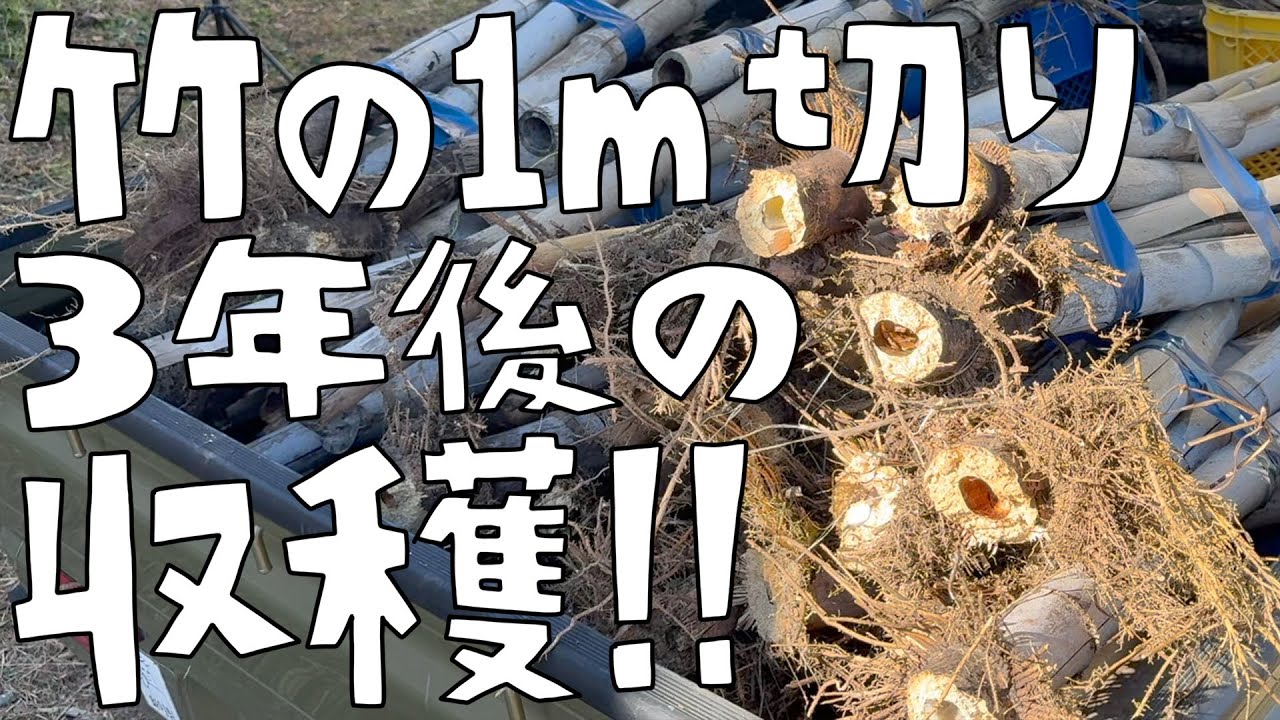 竹の１m切りから3年。ついに勝利！？他の竹対策や現状もご報告！【第145話】