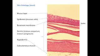 Anatomy and Physiology of fish Mitchell