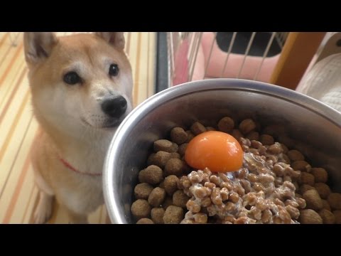 柴犬小春 ENG sub 朝からキレッキレ！【ASMR】納豆と生卵(卵黄)