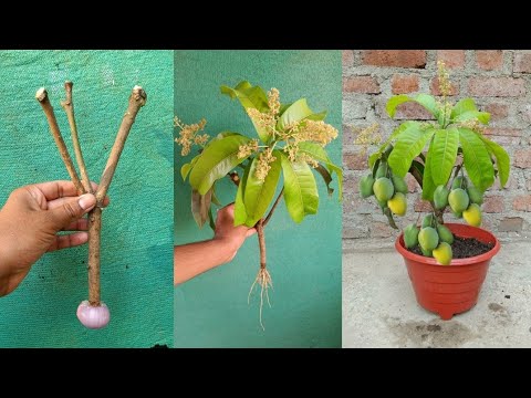 || Unique Skill Propagate grow Mango tree with Onion ||Simple Method Grafting mango tree With Onion