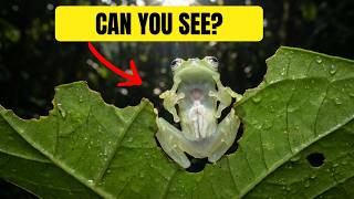 89% of Its Blood Vanishes Every Morning | Glass Frog Full Documentary #glassfrog #wildlife