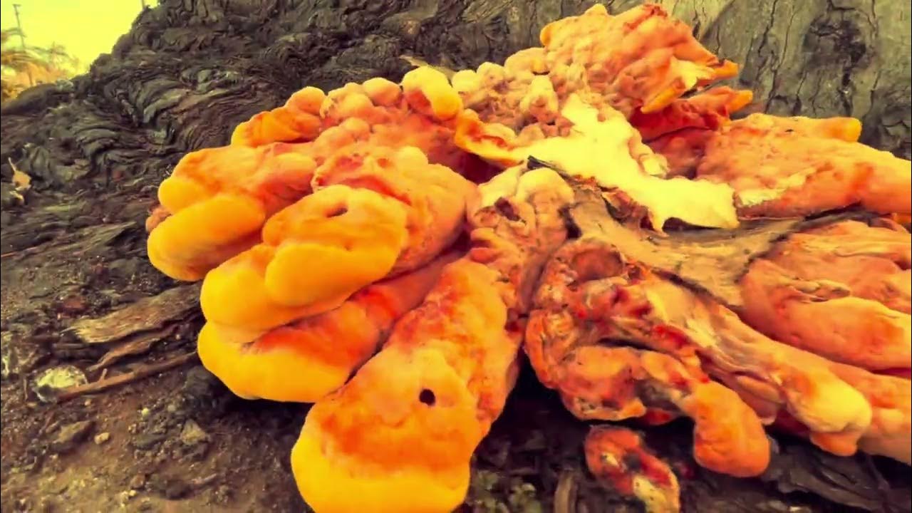 Boots of Spanish sunset leather. An audio tree by Mandolin Orange 🍊 a