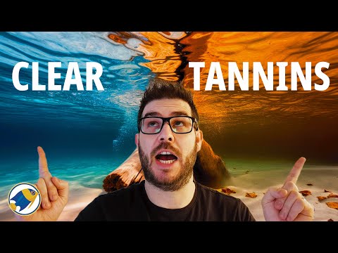 The Hidden Benefits of Tannins in Your Aquarium All The Facts