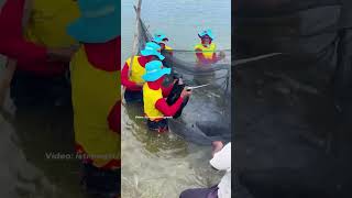 Ikan Bandeng Raksasa_ Pasar Bandeng 2026 Gresik
