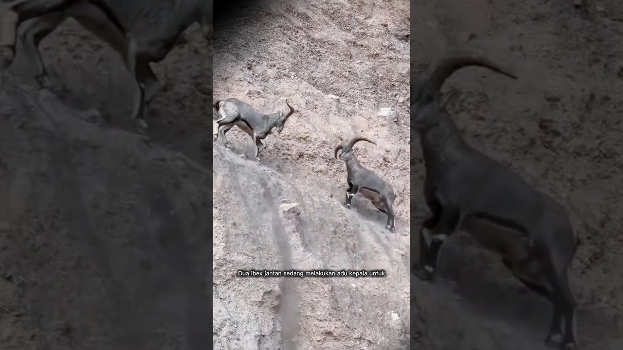 Duel Keras di Tebing Batu | Ibex Mountain Goat Headbutting Battle