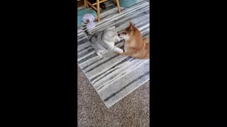 Issue 12: Shiba Inu dog catches cat mid-attack ('Have You No Shame?') by Sultan and Cairo 708 views 3 years ago 39 seconds