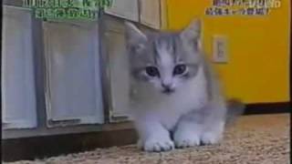 曼赤肯短腿貓日本報導其日常生活影片munchkincat Catsmv Youtube