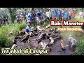 Sebesar Apapun Raja Babi Hutan Pasti Tumbang // Berburu Babi Hutan Tradisional di Sumatera Barat