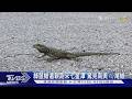 綠鬣蜥遠親跑來七星潭 驚見南美｢嵴尾蜥｣｜TVBS新聞 @TVBSNEWS01