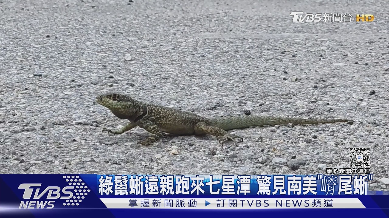 綠鬣蜥遠親跑來七星潭 驚見南美｢嵴尾蜥｣｜TVBS新聞 @TVBSNEWS01