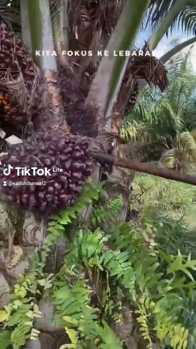 Panen buah kelapa sawit....#viral #sawit#truksawit #storywa #kalimantan