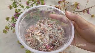 Aster Seeds Collection Bananis Garden