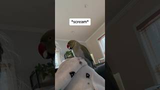 Arguing with a bird! #talkingparrot #cuteanimals #funnyanimals #talkingbird #parrot #family