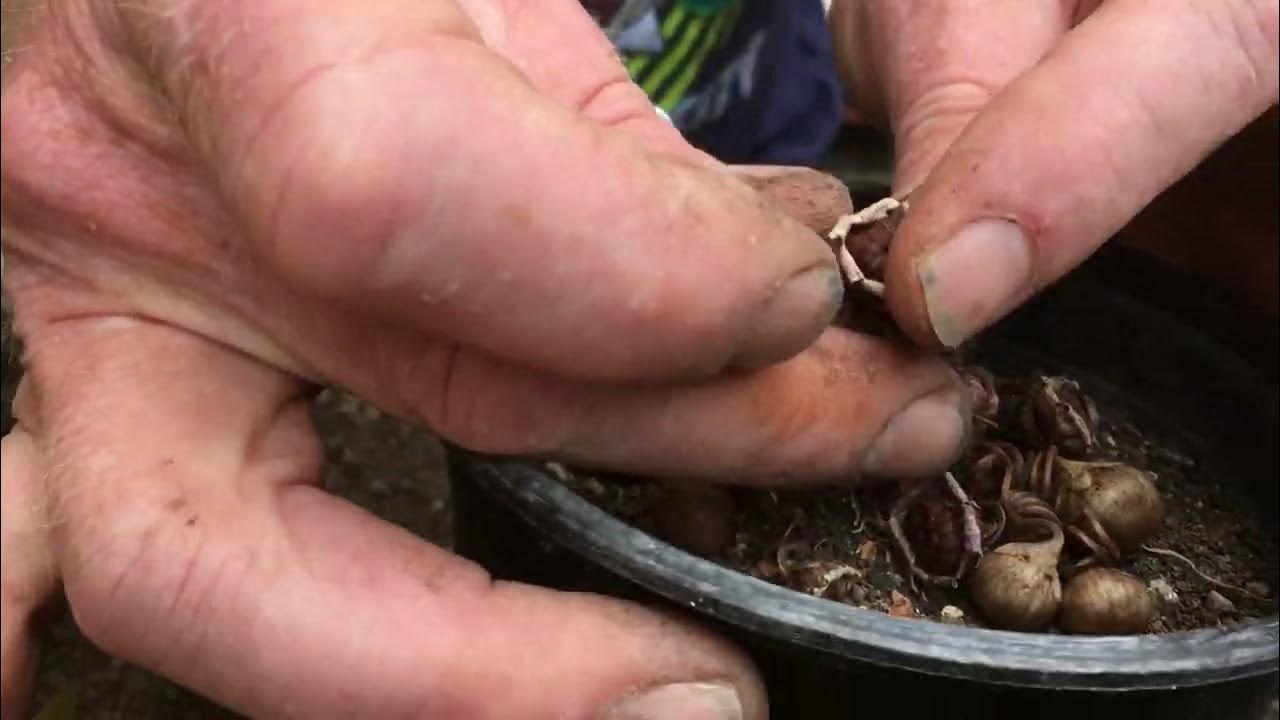 Cyclamen losing their leaves at the start of summer