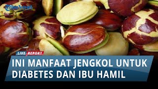 BAU TAPI MENYEHATKAN!! Ini dia Manfaat Penting Jengkol untuk Diabetes dan Ibu Hamil