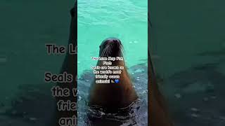 If joy had a face, it would look like a seal 🦭✨ #theluxemap #seo #seal #1mviewers #1000subscriber
