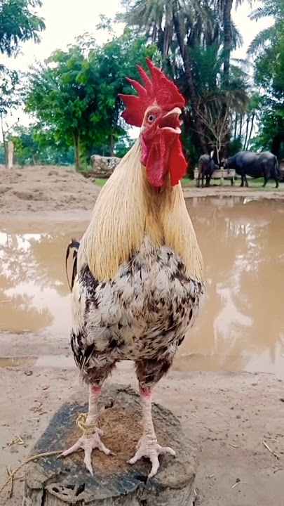 ayam berkokok #suara #birds #chicken