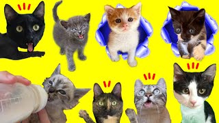Gatitos bebes jugando / Rewind 2022 en español con videos de gatos graciosos Luna y Estrella