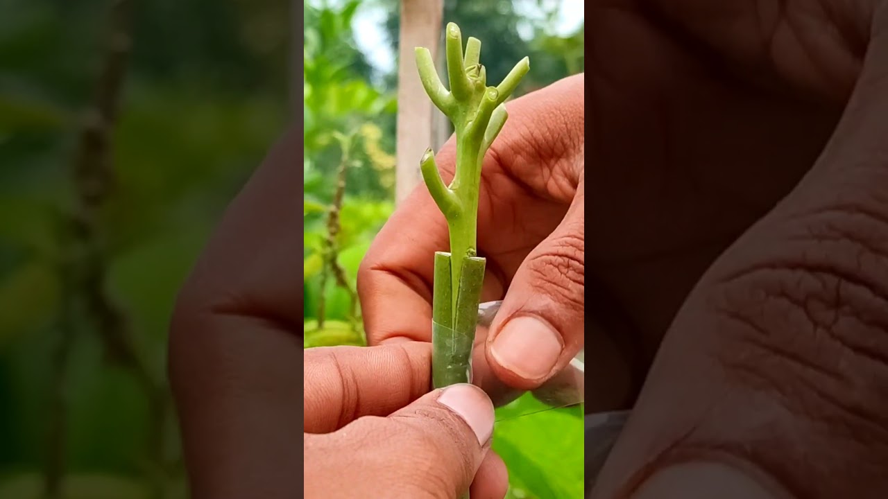 Mango Grafting Technique #grafting #shorts