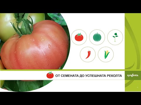 Видео: Забележка за домакините: лятна реколта от зеленчуци