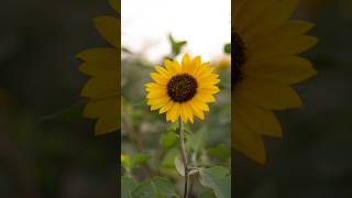 1/100 - Flowers through the lens #sunflower #naturephotography #flowers