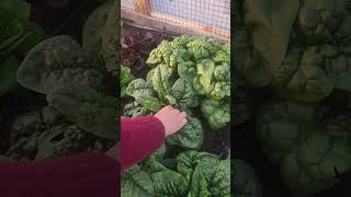 spinach start-finish #farmtotable #gardening #breakfast #homestead #farmlife #springveggies #Morning