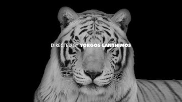 The Lobster (2015): Title Sequence