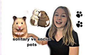 Social Vs. Solitary Pets Which Should You Choose by Faith's Furry Critters 1,851 views 3 years ago 6 minutes, 22 seconds