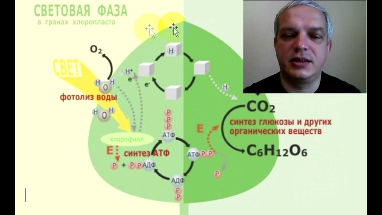 Схема фотолиза. Фотолиз воды это в биологии. Фотолиз примеры. Главная роль фотолиза воды. Фотолиз фото.