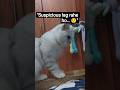 Funny Suspicious Cat 😹👀 | Tum Itne Suspicious Ho Ke Mujhe Dekhna Hi Par Gaya!