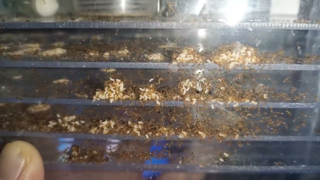 Monomorium pharaonis 3