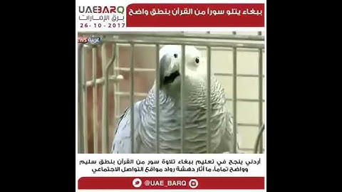 سبحان الله ببغاء يقرأ القرآن الكريم ويسبح الله بصوت واضح . مذهل