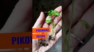 Pikowanie selera #sadzonki #seler #sadzenie #warzywa #warzywnik
