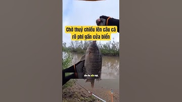 #sea #shorts #fishing #toppingsguide  #mukbang  chờ thuỷ chiều lên câu cá rô phi tại sông gần biển !