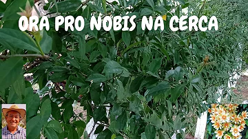 Como fazer uma cerca viva de Ora-pro-nóbis?
