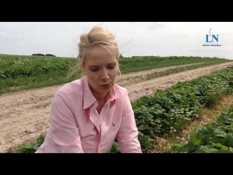 Video: Ananas Erdbeere: Sortenbeschreibung, Foto