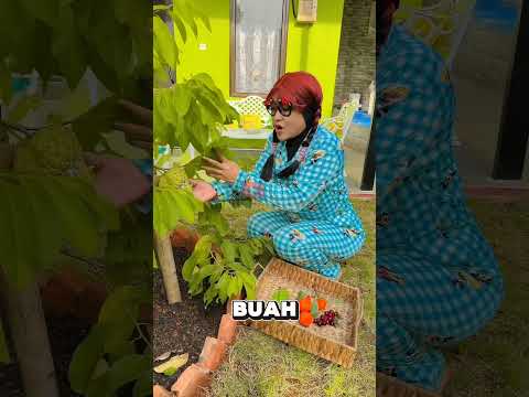 WOAHH POHON AKU UDAH BANYAK YANG BERBUAH | NURRAYNI25