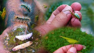 Hunt some insect‼️ Caterpillar,grasshopper and spider