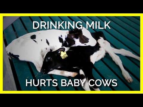 As jy melk drink, maak jy baba koeie seer