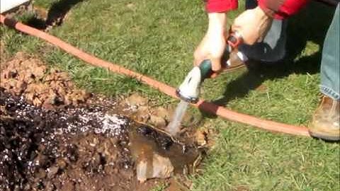 How to prepare plants for bare root shipping