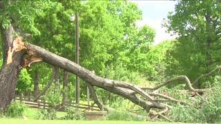 Man killed by fallen tree in Amherst County