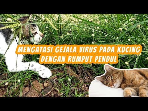 Video: Lima Jenis Rumput Untuk Dibeli Atau Ditumbuhkan Untuk Kucing Anda