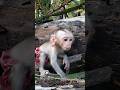 Adorable Sokhaa So CUTE And SMART WILL MAKE YOU SMILE Adorable Sokhaa So CUTE And SMART WILL MAKE YOU SMILE