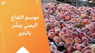 موسم التفاح اليمني يبشّر بالخير