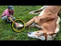 30 Year Old Abused Horse Was So Weak He Couldn’t Stand Then Woman Brings Him Back To Life