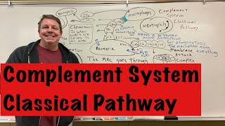 Complement System, Classical Pathway