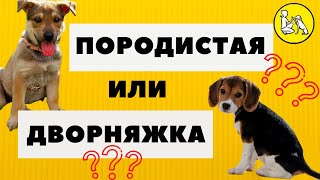 Породистая или дворняжка?   Выбор щенка.