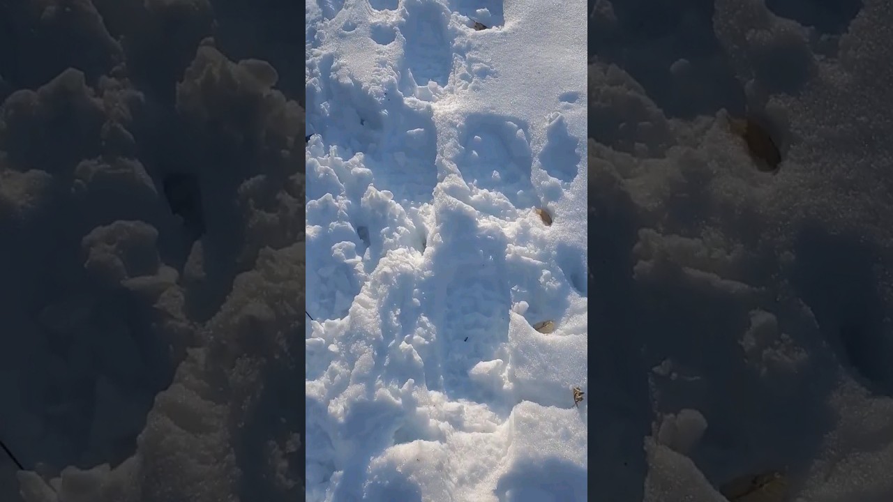 Hiking at (Hollidge Tract Accessible trail). in Winter.