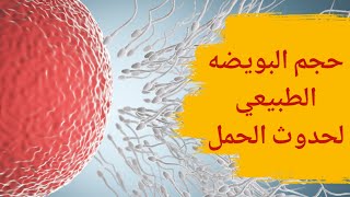 حجم البويضه الطبيعي لحدوث حمل | حجم البويضات الأنسب للحمل وكيفية الوصول إليه