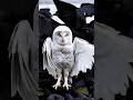 Sounds That Will Shock You 😳#birds #nature #animalsounds #shorts